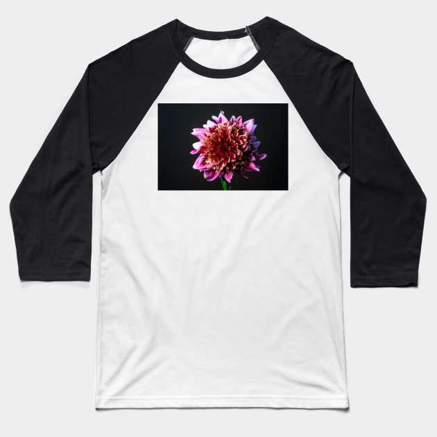 Mambo Dahlia Still LIfe Baseball T-Shirt by blossomcophoto